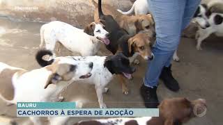 Cachorros à espera de adoção em Bauru