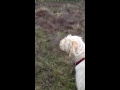 Click here to watch this video Enzo, our Italian Spinone puppy, is scared of balloons on the moors of Sheffield.