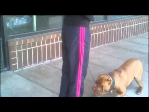 bandog