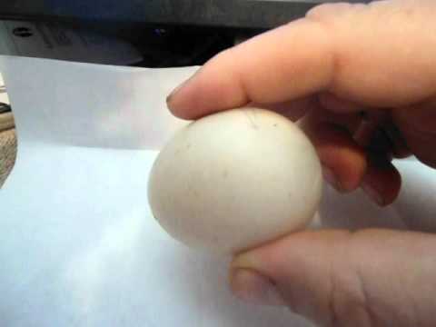 how to take care of a duck egg