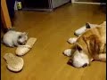 Deixa de ser pamonha cachorrão