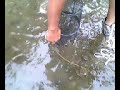 The Minow Hunter Three