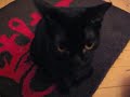 Cute bombay cat Salem Cute bombay cat Salem