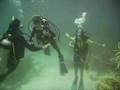 Scuba diving in Morrocoy, Venezuela - YouTube