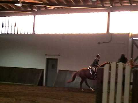 thoroghbred