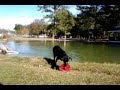 Hilo Pupperoo - Swimmer Boy!