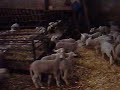 Corderos esperando a sus madres