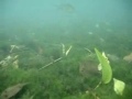 Scuba diving Comal River - New Braunfels tx