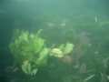 Scuba diving Comal River - New Braunfels tx Scuba diving Comal River - New Braunfels tx