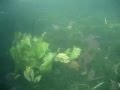 Scuba diving Comal River - New Braunfels tx