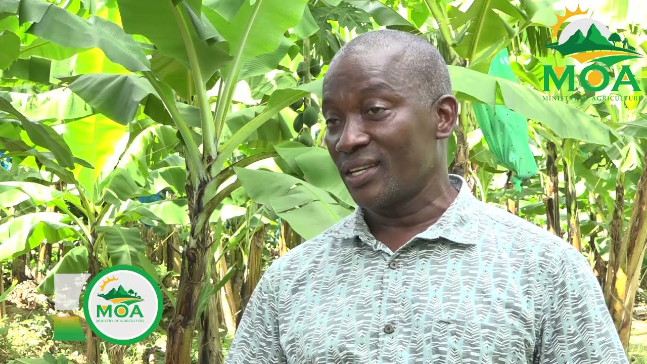 Minister for Agriculture Visits Banana Farmers in Regions 7&8 News Report