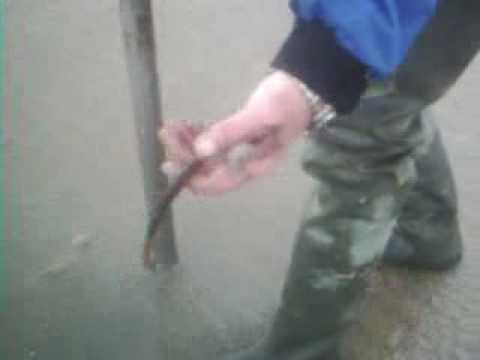 how to collect lugworm