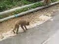 Fat Lazy Hong Kong Monkeys - Ma Lau Shan (Monkey Mountain)
