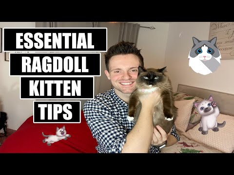 17 things I wish I knew BEFORE getting a RAGDOLL KITTEN | ESSENTIAL Tips for OWNING a RAGDOLL KITTEN