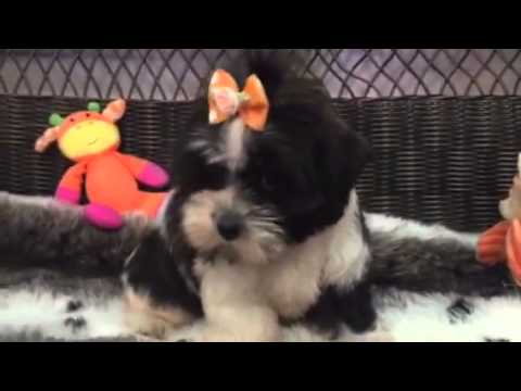 Teddy bear Mal-Shi puppy