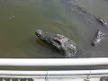 Aligator at Suoi Tien Sai Gon