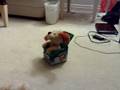 videos de Floppy attacks singing dog!