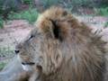 Male lion at Samburu Reserve, Kenya