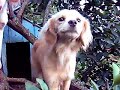 CACHORROS QUE SOBEM EM �RVORES