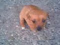 nates puppies