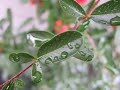 The Pure Relaxing Sound Of Rain - Without Music