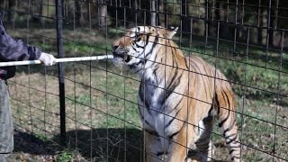 Tiger Treatment