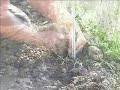 Reben pflanzen im Weingut Stegeler Reben pflanzen im Weingut Stegeler