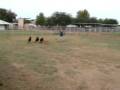 12-4-08 Rory herding 3 sheep