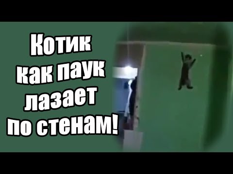 Котик как паук лазает по стенам!!!
