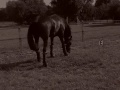 MKEC XC schooling, libby + sammy (: