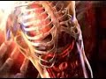 Clinical Shiatsu by Real Bodywork