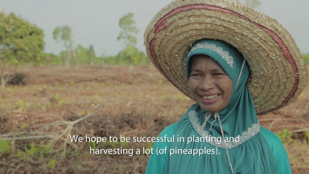 Pineapples, trees and peatlands