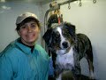 Adventures with Mobile Pet Grooming