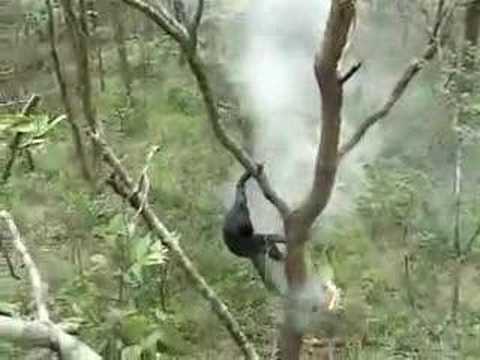 Honey collecting in Zambia