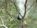 Honey collecting in Zambia