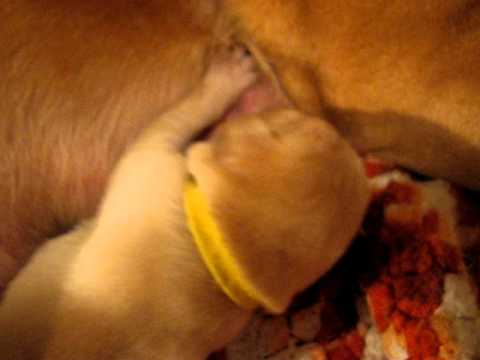 Happy Labrador Retriever nursing 6 day old puppy