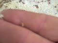 Live Termites