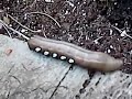 Big Ass Caterpillar Big Ass Caterpillar