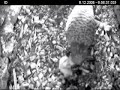 12.06.2008 Die Mutter k�mmert sich um den kleinen Piepmatz