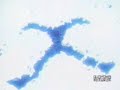 Dbz-In the end