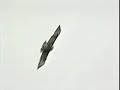 Bird strike!
