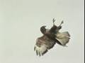 Bird strike!