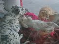 Doggy Spotty Cookie n puppies Doggy Spotty Cookie n puppies