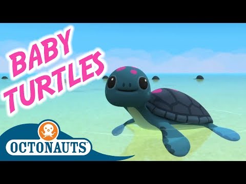 Octonauts - The Baby Sea Turtles Thumbnail