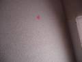 videos de haha dummy