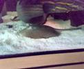 motoro-ray-feeding.html