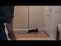 The Slinger - Entertaining My Cat