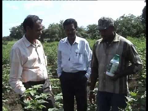 how to fertilize cotton