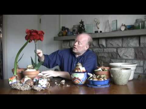 how to replant paperwhites
