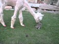 Lacey the manicured alpaca meets baby kitten